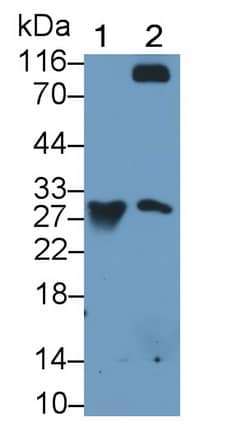 Western Blot: Granzyme K Antibody (C12) [NBP3-41794] - Sample: Lane1: Rat Spleen lysate; Lane2: Rat Lung lysate Primary Ab: 0.05ug/ml NBP3-41794; Second Ab: 0.2ug/mL HRP-Linked Caprine Anti-Mouse IgG Polyclonal Antibody