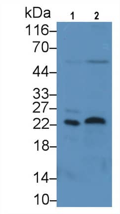 Western Blot: FGF-13 Antibody (C2) [NBP3-41796] - Sample: Lane1: Porcine Cerebrum lysate; Lane2: Rat Cerebrum lysate Primary Ab: 3ug/ml NBP3-41796; Second Ab: 0.2ug/mL HRP-Linked Caprine Anti-Mouse IgG Polyclonal Antibody