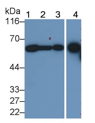 Western Blot: DPEP1 Antibody (C2) [NBP3-41804] - Sample: Lane1: 293T cell lysate; Lane2: HepG2 cell lysate; Lane3: U937 cell lysate; Lane4: Rat Testis lysatePrimary Ab: 0.4ug/ml NBP3-41804; Second Ab: 0.2ug/mL HRP-Linked Caprine Anti-Mouse IgG Polyclonal Antibody