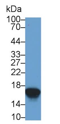 Western Blot: Cystatin SN Antibody (C5) [NBP3-41807] - Sample: Human Saliva Primary Ab: 2ug/ml NBP3-41807; Second Ab: 0.2ug/mL HRP-Linked Caprine Anti-Mouse IgG Polyclonal Antibody