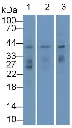 Western Blot: Renalase Antibody (C1) [NBP3-41813] - Sample: Lane1: Mouse Kidney lysate; Lane2: Rat Kidney lysate; Lane3: Rat Heart lysatePrimary Ab: 2ug/ml NBP3-41813; Second Ab: 0.2ug/mL HRP-Linked Caprine Anti-Mouse IgG Polyclonal Antibody