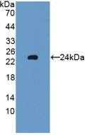 Western Blot Glutathione Peroxidase 5 Antibody