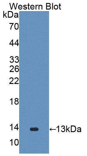 Western Blot: GALP Antibody [NBP3-41836] - Sample: Recombinant protein.