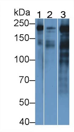 Western Blot MYH4 Antibody (C7)