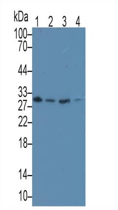 Western Blot: MAPRE1 Antibody (C10) [NBP3-41847] - Sample: Lane1: Rat Thymus lysate; Lane2: Hela cell lysate; Lane3: Jurkat cell lysate; Lane4: A431 cell lysate Primary Ab: 3ug/ml NBP3-41847; Second Ab: 0.2ug/mL HRP-Linked Caprine Anti-Mouse IgG Polyclonal Antibody