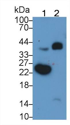 Western Blot: C1qTNF1/CTRP1 Antibody (C3) [NBP3-41848] - Sample: Lane1: Human Placenta lysate; Lane2: Human Milk Primary Ab: 2ug/ml NBP3-41848; Second Ab: 0.2ug/mL HRP-Linked Caprine Anti-Mouse IgG Polyclonal Antibody