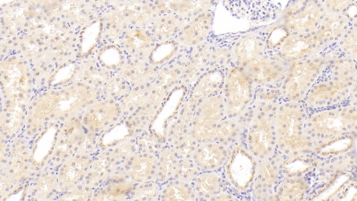 Immunohistochemistry-Paraffin: C1qTNF1/CTRP1 Antibody (C3) [NBP3-41848] - DAB staining on IHC-P; Sample: Human Kidney Tissue; Primary Ab: 30ug/ml NBP3-41848; Second Ab: 2ug/mL HRP-Linked Caprine Anti-Mouse IgG Polyclonal Antibody