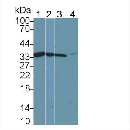 Western Blot: Calponin 2 Antibody (C8) [NBP3-41849] - Sample: Lane1: Human Lung lysate; Lane2: Porcine Lymph node lysate; Lane3: HepG2 cell lysate; Lane4: Hela cell lysate Primary Ab: 2ug/ml NBP3-41849; Second Ab: 0.2ug/mL HRP-Linked Caprine Anti-Mouse IgG Polyclonal Antibody