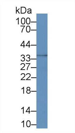 Western Blot: Calponin 2 Antibody (C5) [NBP3-41851] - Sample: HepG2 cell lysate Primary Ab: 2ug/ml NBP3-41851; Second Ab: 0.2ug/mL HRP-Linked Caprine Anti-Mouse IgG Polyclonal Antibody