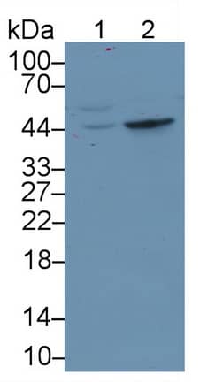 Western Blot: TDO2 Antibody (C2) [NBP3-41854] - Sample: Lane1: Porcine Liver lysate; Lane2: Rat Liver lysate Primary Ab: 2ug/ml NBP3-41854; Second Ab: 0.2ug/mL HRP-Linked Caprine Anti-Mouse IgG Polyclonal Antibody