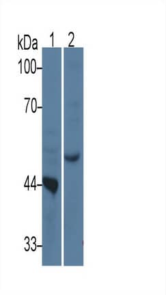 Western Blot: TDO2 Antibody (C10) [NBP3-41855] - Sample: Lane1: Rat Liver lysate; Lane2: HepG2 cell lysate Primary Ab: 3ug/ml NBP3-41855; Second Ab: 0.2ug/mL HRP-Linked Caprine Anti-Mouse IgG Polyclonal Antibody