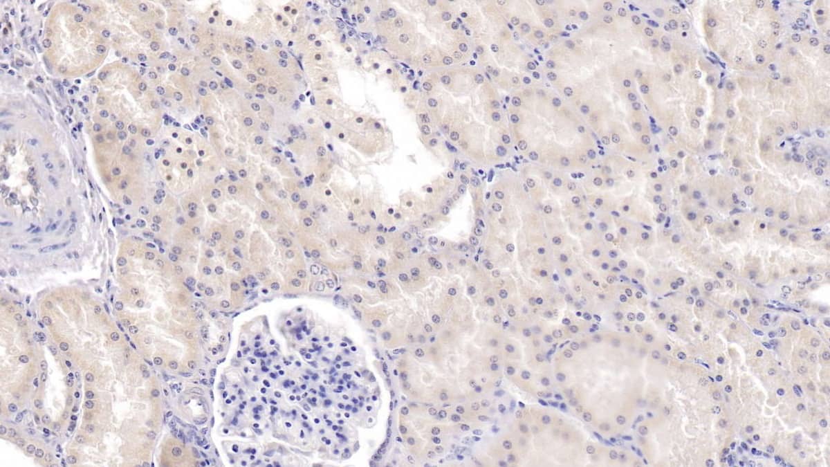 Immunohistochemistry-Paraffin: TDO2 Antibody (C10) [NBP3-41855] - DAB staining on IHC-P; Sample: Human Kidney Tissue; Primary Ab: 20ug/ml NBP3-41855; Second Ab: 2ug/mL HRP-Linked Caprine Anti-Mouse IgG Polyclonal Antibody