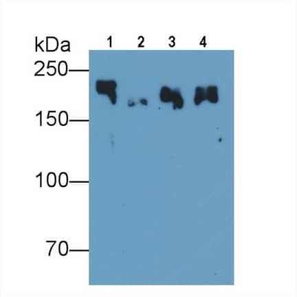 Western Blot: MYH8 Antibody (C1) [NBP3-41858] - Sample: Lane1: Porcine Skeletal muscle lysate; Lane2: Porcine Esophagus lysate; Lane3: Rat Skeletal muscle lysate; Lane4: Mouse Skeletal muscle lysate Primary Ab: 0.01ug/ml NBP3-41858; Second Ab: 0.2ug/mL HRP-Linked Caprine Anti-Mouse IgG Polyclonal Antibody