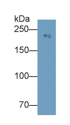 Western Blot: MYH8 Antibody (C3) [NBP3-41859] - Sample: Porcine Skeletal muscle lysate Primary Ab: 0.01ug/ml NBP3-41859; Second Ab: 0.2ug/mL HRP-Linked Caprine Anti-Mouse IgG Polyclonal Antibody