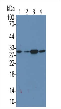 Western Blot: MAPRE1 Antibody (C4) [NBP3-41865] - Sample: Lane1: Rat Thymus lysate; Lane2: Hela cell lysate; Lane3: Jurkat cell lysate; Lane4: A431 cell lysate Primary Ab: 3ug/ml NBP3-41865; Second Ab: 0.2ug/mL HRP-Linked Caprine Anti-Mouse IgG Polyclonal Antibody