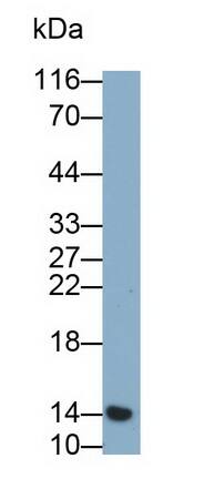 Western Blot: Cystatin S Antibody (C3) [NBP3-41866] - Sample: Human Saliva Primary Ab: 0.2ug/ml NBP3-41866; Second Ab: 0.2ug/mL HRP-Linked Caprine Anti-Mouse IgG Polyclonal Antibody