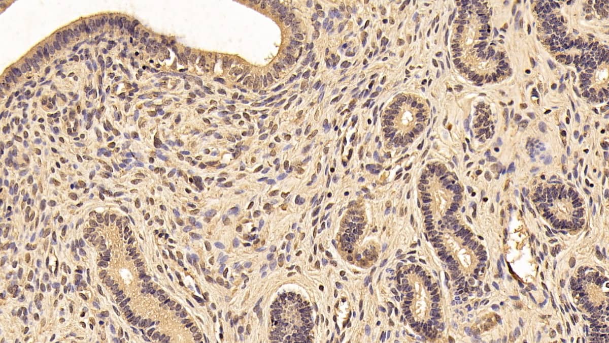 Immunohistochemistry-Paraffin: 14-3-3 zeta Antibody (C2) [NBP3-41869] - DAB staining on IHC-P; Sample: Human Placenta Tissue; Primary Ab: 30ug/ml NBP3-41869; Second Ab: 2ug/mL HRP-Linked Caprine Anti-Mouse IgG Polyclonal Antibody