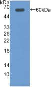 Western Blot: DIO2 Antibody [NBP3-41877] - Sample: Recombinant DIO2, Rat.