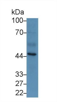 Western Blot: Serpin A10/ZPI Antibody (C2) [NBP3-41880] - Sample: Porcine Liver lysate; Primary Ab: 3ug/ml NBP3-41880; Second Ab: 0.2ug/mL HRP-Linked Caprine Anti-Mouse IgG Polyclonal Antibody