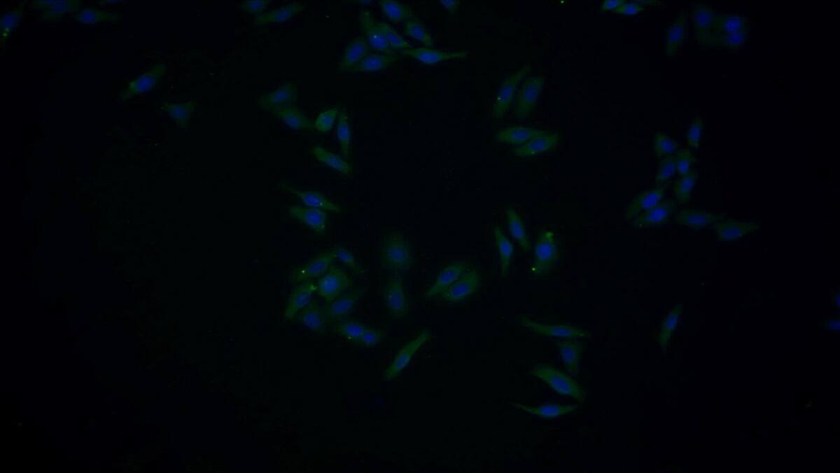 Immunocytochemistry /Immunofluorescence: Serpin A10/ZPI Antibody (C6) [NBP3-41881] - FITC staining on IF; Samples: Human HepG2 cell; Primary Ab: 20ug/ml NBP3-41881; Second Ab: 1.5ug/ml FITC-Linked Caprine Anti-Mouse IgG Polyclonal Antibody