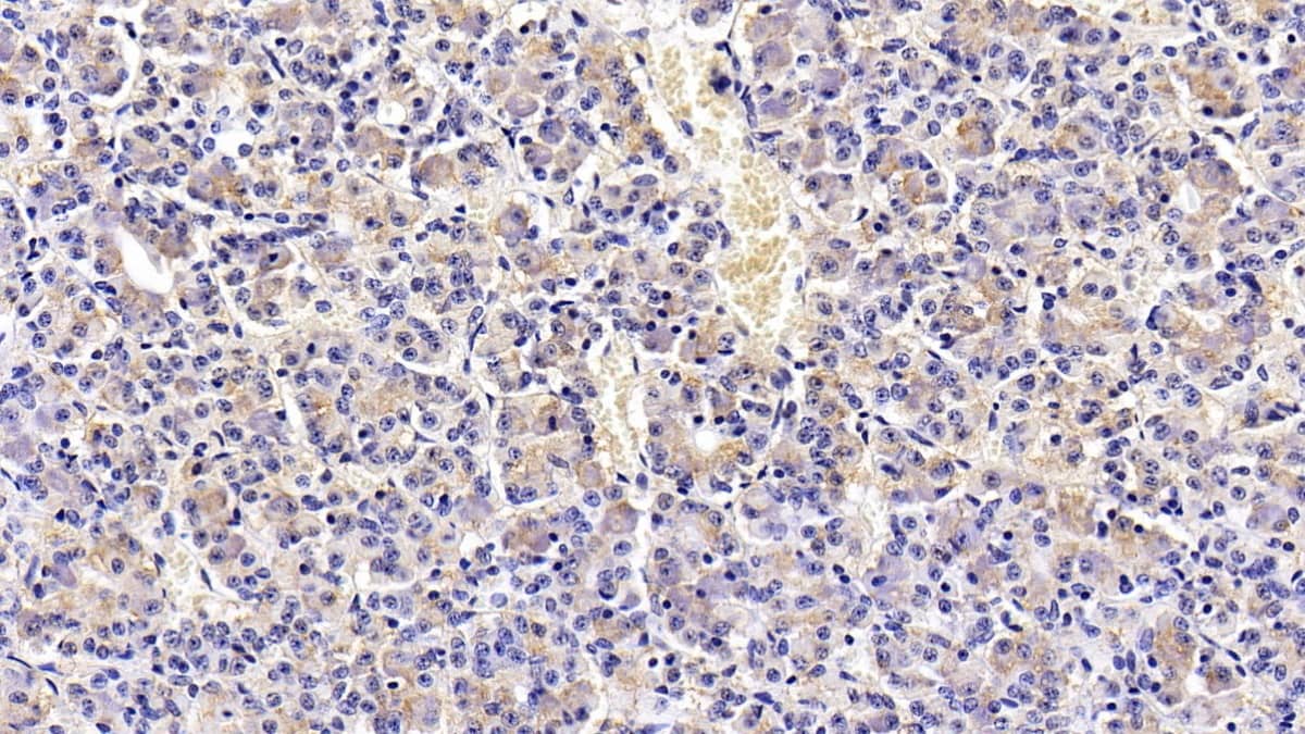 Immunohistochemistry-Paraffin: LH beta Antibody (H10) [NBP3-41883] - DAB staining on IHC-P; Sample: Porcine Pituitary Tissue; Primary Ab: 20ug/ml NBP3-41883; Second Ab: 2ug/mL HRP-Linked Caprine Anti-Mouse IgG Polyclonal Antibody