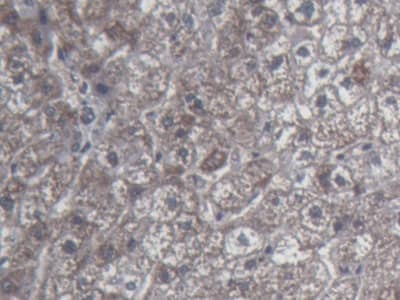 Immunohistochemistry-Paraffin: UCN2 Antibody (C3) [NBP3-41885] - DAB staining on IHC-P; Sample: Human Liver Tissue; Primary Ab: 20ug/ml NBP3-41885; Second Ab: 2ug/mL HRP-Linked Caprine Anti-Mouse IgG Polyclonal Antibody