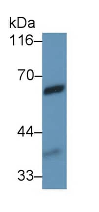 Western Blot Vanin-1/VNN1 Antibody (C2) - BSA Free