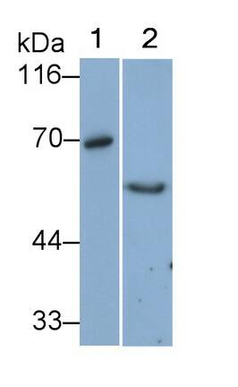 Western Blot: Vanin-1/VNN1 Antibody (D1) [NBP3-41888] - Sample: Lane1: Porcine Kidney lysate; Lane2: PC3 cell lysate Primary Ab: 0.5ug/ml NBP3-41888; Second Ab: 0.2ug/mL HRP-Linked Caprine Anti-Mouse IgG Polyclonal Antibody