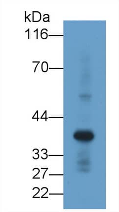 Western Blot: Renalase Antibody (C6) [NBP3-41891] - Sample: Rat Heart lysate Primary Ab: 2ug/ml NBP3-41891; Second Ab: 0.2ug/mL HRP-Linked Caprine Anti-Mouse IgG Polyclonal Antibody