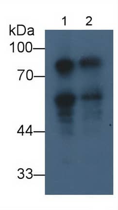 Western Blot: DCLK1 Antibody (C9) [NBP3-41896] - Sample: Lane1: Porcine Cerebrum lysate; Lane2: Rat Cerebrum lysate; Primary Ab: 2ug/ml NBP3-41896; Second Ab: 0.2ug/mL HRP-Linked Rabbit Anti-Mouse IgG Polyclonal Antibody