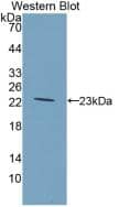 Western Blot: GCKR Antibody (4#) [NBP3-41899] - Sample: Recombinant GCKR, Rat.