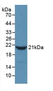 Western Blot: Fibrinopeptide A Antibody (17#) [NBP3-41900] - Sample: Recombinant FGa, Rat.