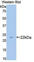 Western Blot: BLMH/Bleomycin Hydrolase Antibody (6#) [NBP3-41901] - Sample: Recombinant BLMH/Bleomycin Hydrolase, Rat.