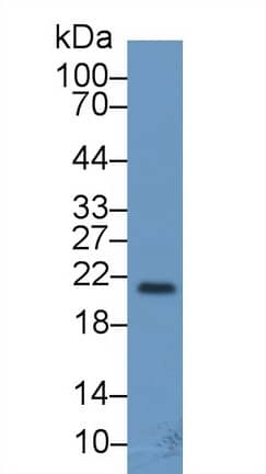 Western Blot: FGF-13 Antibody (C4) [NBP3-41909] - Sample: Porcine Cerebrum lysate; Primary Ab: 2ug/ml NBP3-41909; Second Ab: 0.2ug/mL HRP-Linked Caprine Anti-Mouse IgG Polyclonal Antibody