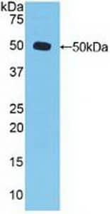 Western Blot: Dishevelled-3 Antibody [NBP3-41919] - Sample: Recombinant Dishevelled-3, Human.