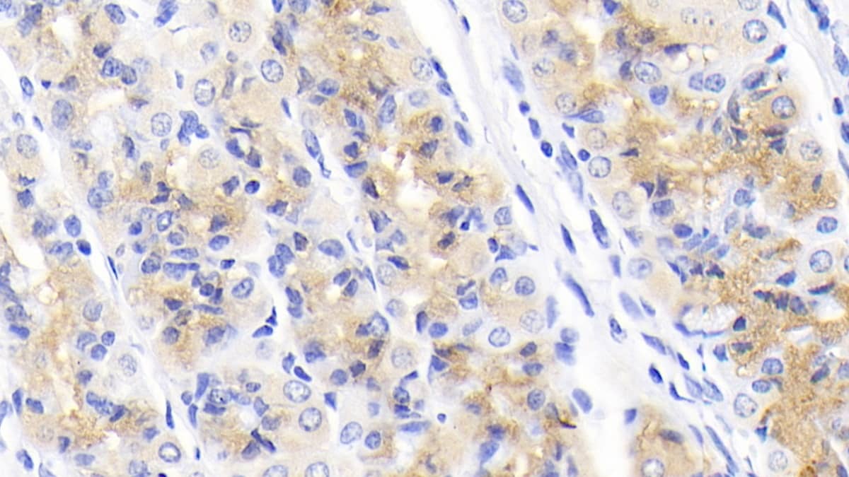 Immunohistochemistry-Paraffin: NRG4 Antibody (E2) [NBP3-41925] - DAB staining on IHC-P; Sample: Human Stomach Tissue; Primary Ab: 20ug/ml NBP3-41925; Second Ab: 2ug/mL HRP-Linked Caprine Anti-Mouse IgG Polyclonal Antibody