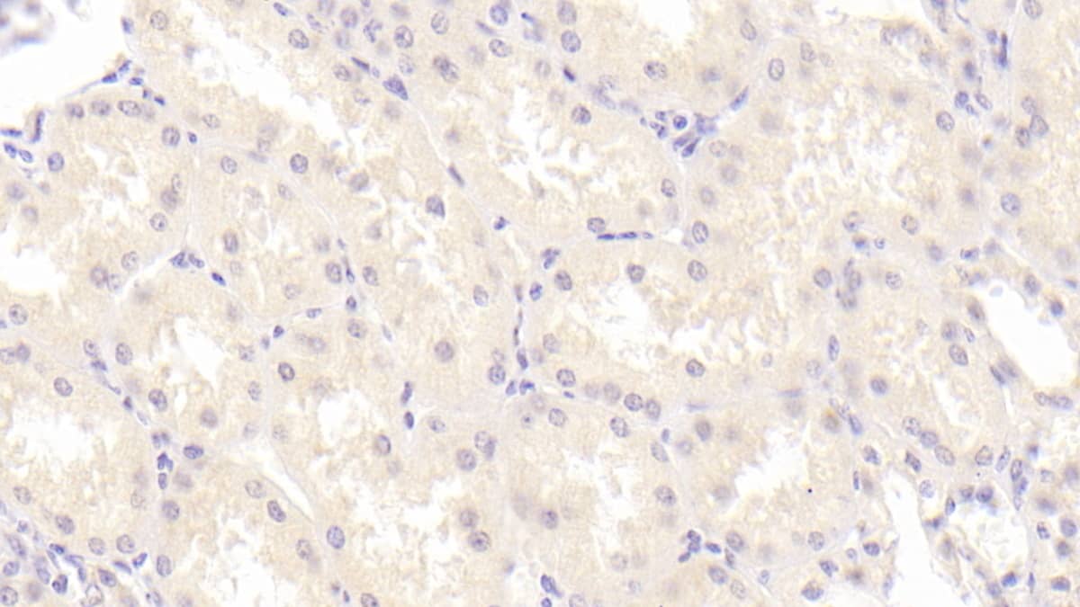 Immunohistochemistry-Paraffin: NRG4 Antibody (E4) [NBP3-41926] - DAB staining on IHC-P; Sample: Human Kidney Tissue; Primary Ab: 20ug/ml NBP3-41926; Second Ab: 2ug/mL HRP-Linked Caprine Anti-Mouse IgG Polyclonal Antibody