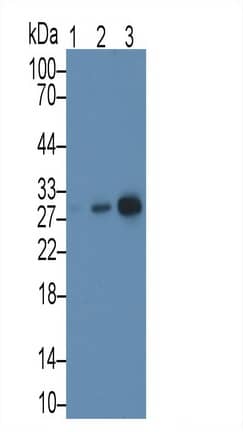 Western Blot MAPRE1 Antibody (C5)