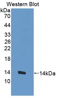 Western Blot MUC3B Antibody