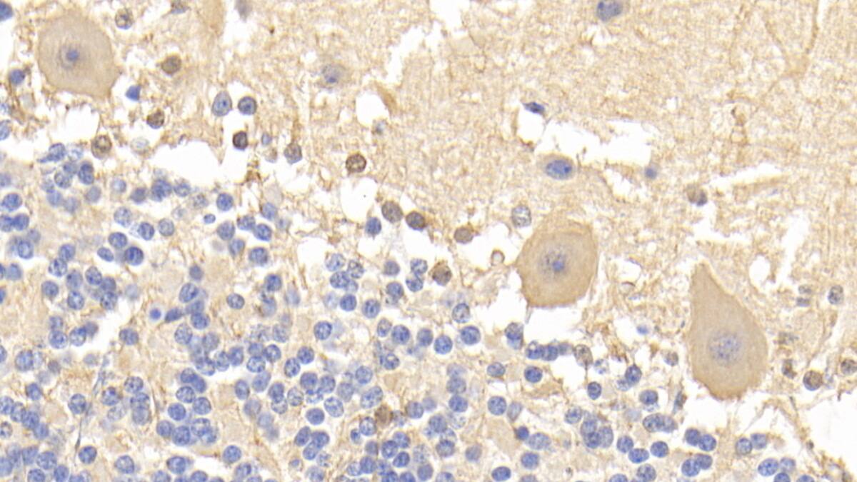 Immunohistochemistry-Paraffin: BAI3 Antibody (C2) [NBP3-41942] - DAB staining on IHC-P; Sample: Human Cerebellum Tissue; Primary Ab: 20ug/ml NBP3-41942; Second Ab: 2ug/mL HRP-Linked Caprine Anti-Mouse IgG Polyclonal Antibody