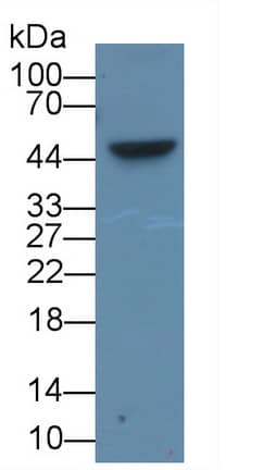 Western Blot: TDO2 Antibody (C5) [NBP3-41944] - Sample: Rat Liver lysate Primary Ab: 2ug/ml NBP3-41944; Second Ab: 0.2ug/mL HRP-Linked Caprine Anti-Mouse IgG Polyclonal Antibody