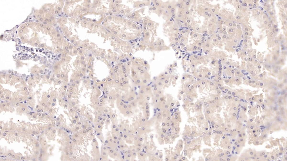 Immunohistochemistry-Paraffin: TDO2 Antibody (C7) [NBP3-41946] - DAB staining on IHC-P; Sample: Human Kidney Tissue; Primary Ab: 20ug/ml NBP3-41946; Second Ab: 2ug/mL HRP-Linked Caprine Anti-Mouse IgG Polyclonal Antibody