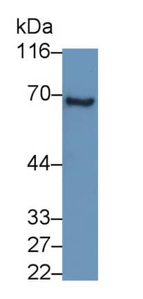 Western Blot: PSAP Antibody (C4) [NBP3-41949] - Sample: Porcine Cerebrum lysate Primary Ab: 2ug/ml NBP3-41949; Second Ab: 0.2ug/mL HRP-Linked Caprine Anti-Mouse IgG Polyclonal Antibody