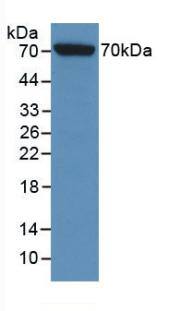 Western Blot: HspA1L Antibody (6#) [NBP3-41954] - Sample: Recombinant HSPA1L, Rat.