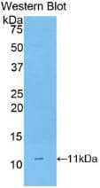 Western Blot: CD3 delta Antibody (2#) [NBP3-41955] - Western Blot; Sample: Recombinant CD3 delta, Rat.