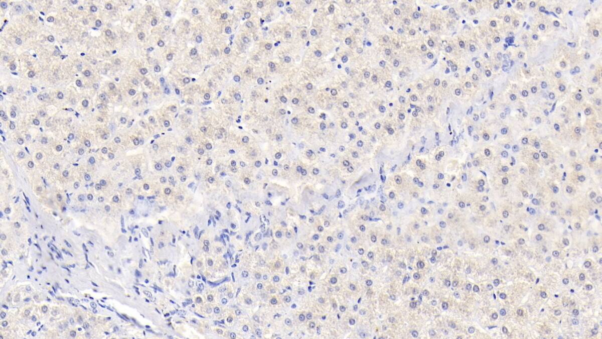 Immunohistochemistry-Paraffin IL-29/IFN-lambda 1 Antibody (C5) - BSA Free