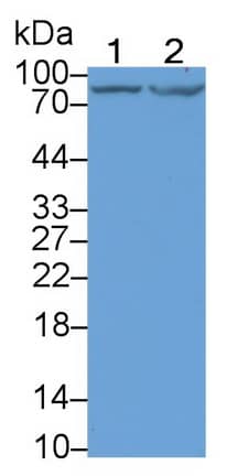 Western Blot: DCLK1 Antibody (C7) [NBP3-41981] - Sample: Lane1: U87MG cell lysate; Lane2: 293T cell lysate Primary Ab: 5ug/ml NBP3-41981; Second Ab: 0.2ug/mL HRP-Linked Caprine Anti-Mouse IgG Polyclonal Antibody