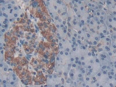 Immunohistochemistry-Paraffin: Collectrin/TMEM27 Antibody (C2) [NBP3-41984] - DAB staining on IHC-P; Sample: Human Pancreas Tissue; Primary Ab: 30ug/ml NBP3-41984; Second Ab: 2ug/mL HRP-Linked Caprine Anti-Mouse IgG Polyclonal Antibody