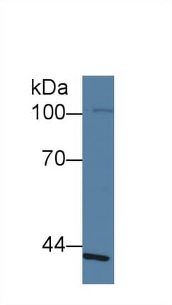 Western Blot SLFN5 Antibody - BSA Free