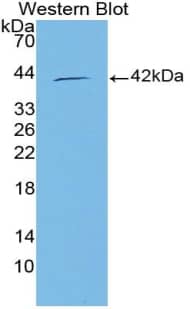 Western Blot: NMES1 Antibody [NBP3-41991] - Sample: Recombinant NMES1, Human.